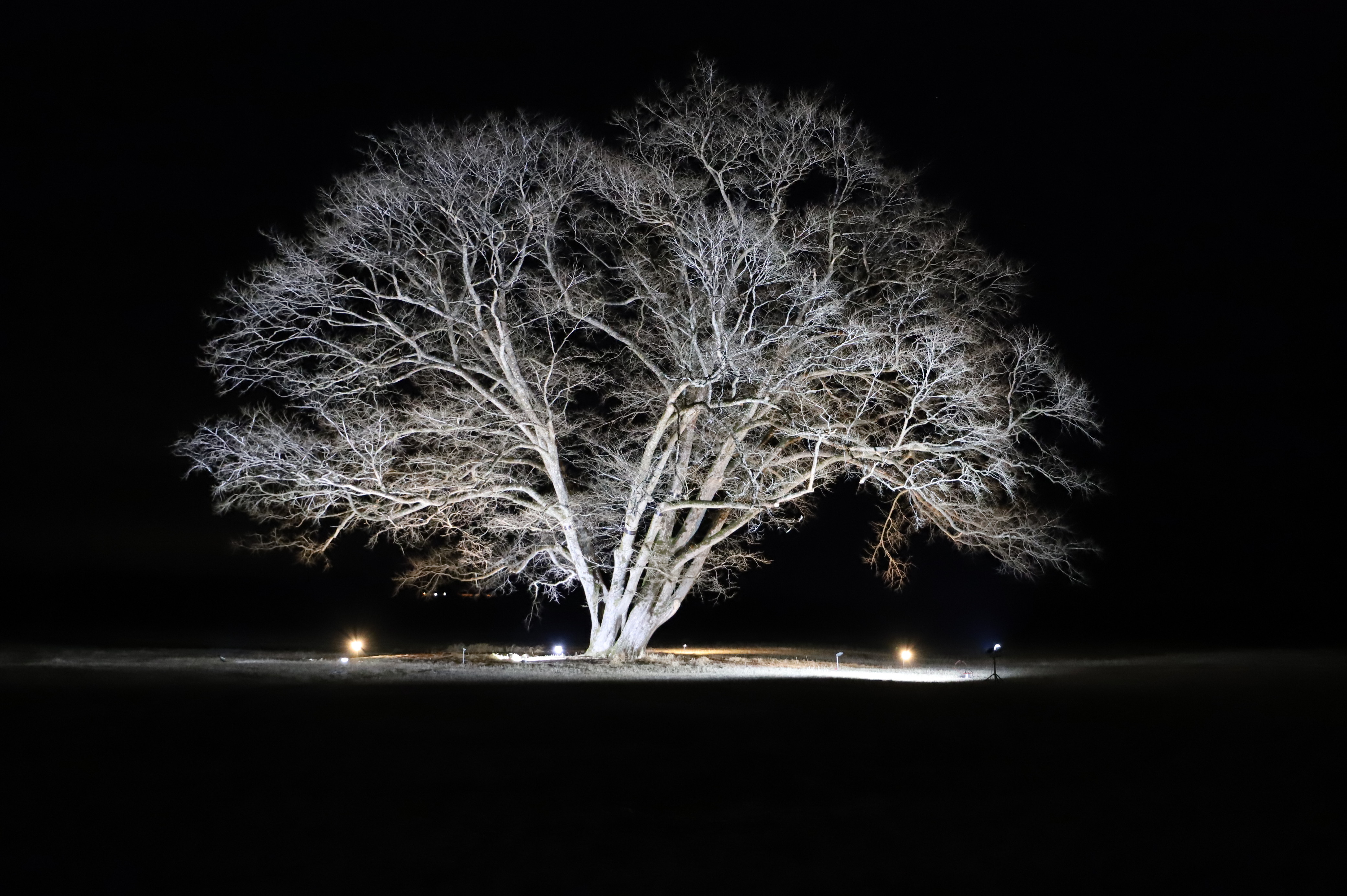 はるにれの木の画像