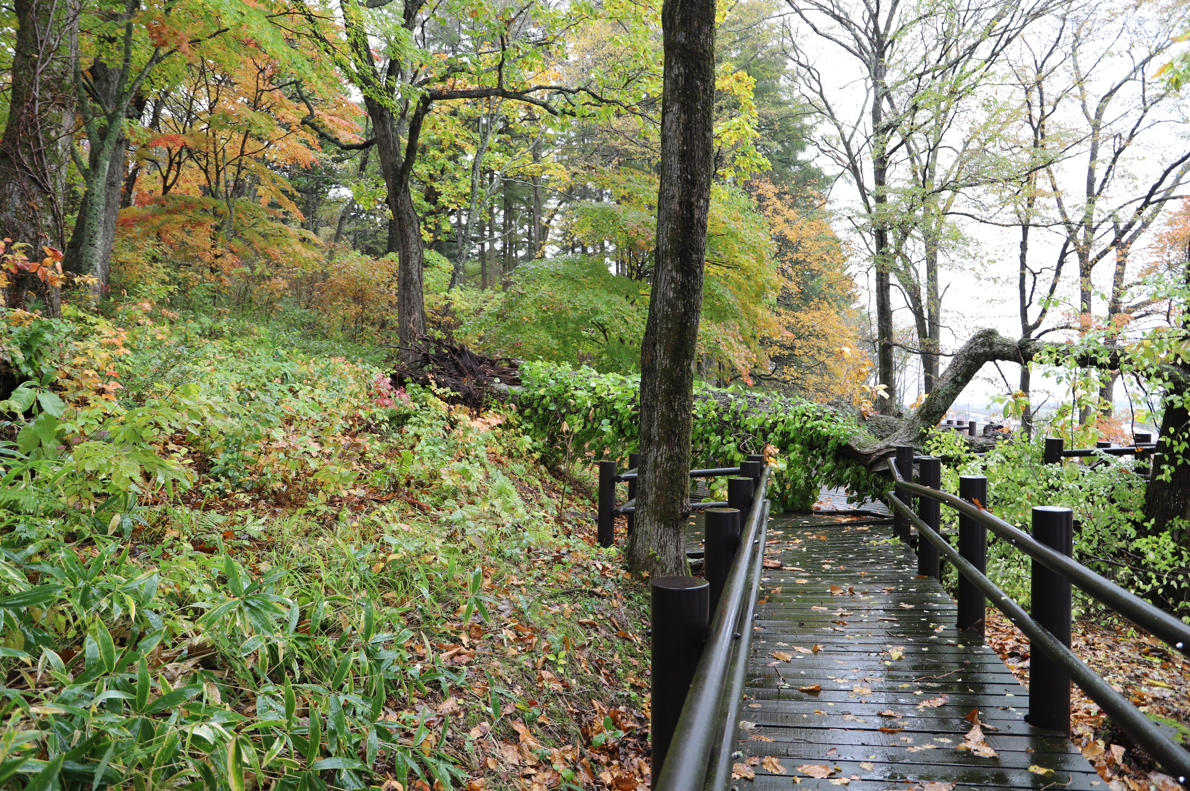 10月20日（水曜日）の画像1