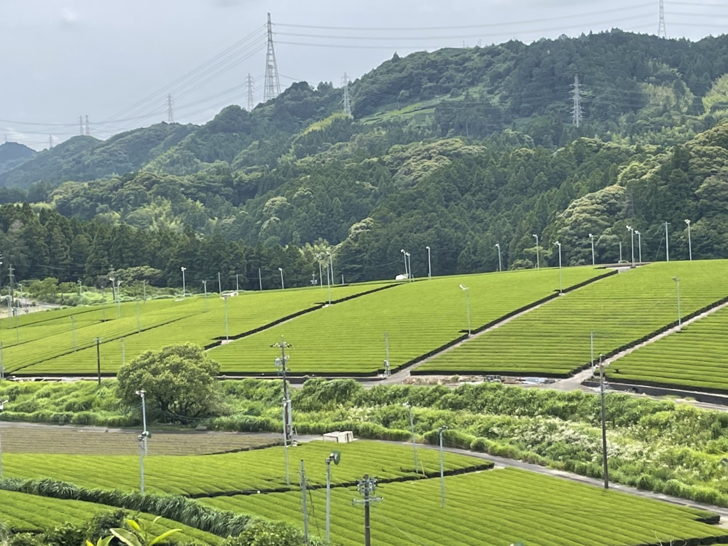 6月16日（木曜日）の画像4