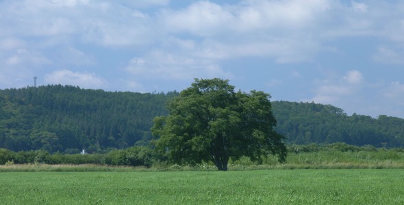 ハルニレの木の画像1