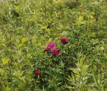 湧洞湖畔野生植物群落の画像