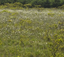 自然そのままの姿の植生の画像2