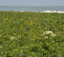 花がきれいな海岸草原群落の画像1