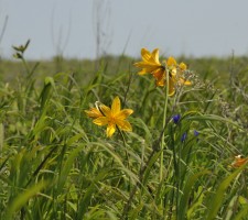 花がきれいな海岸草原群落の画像2