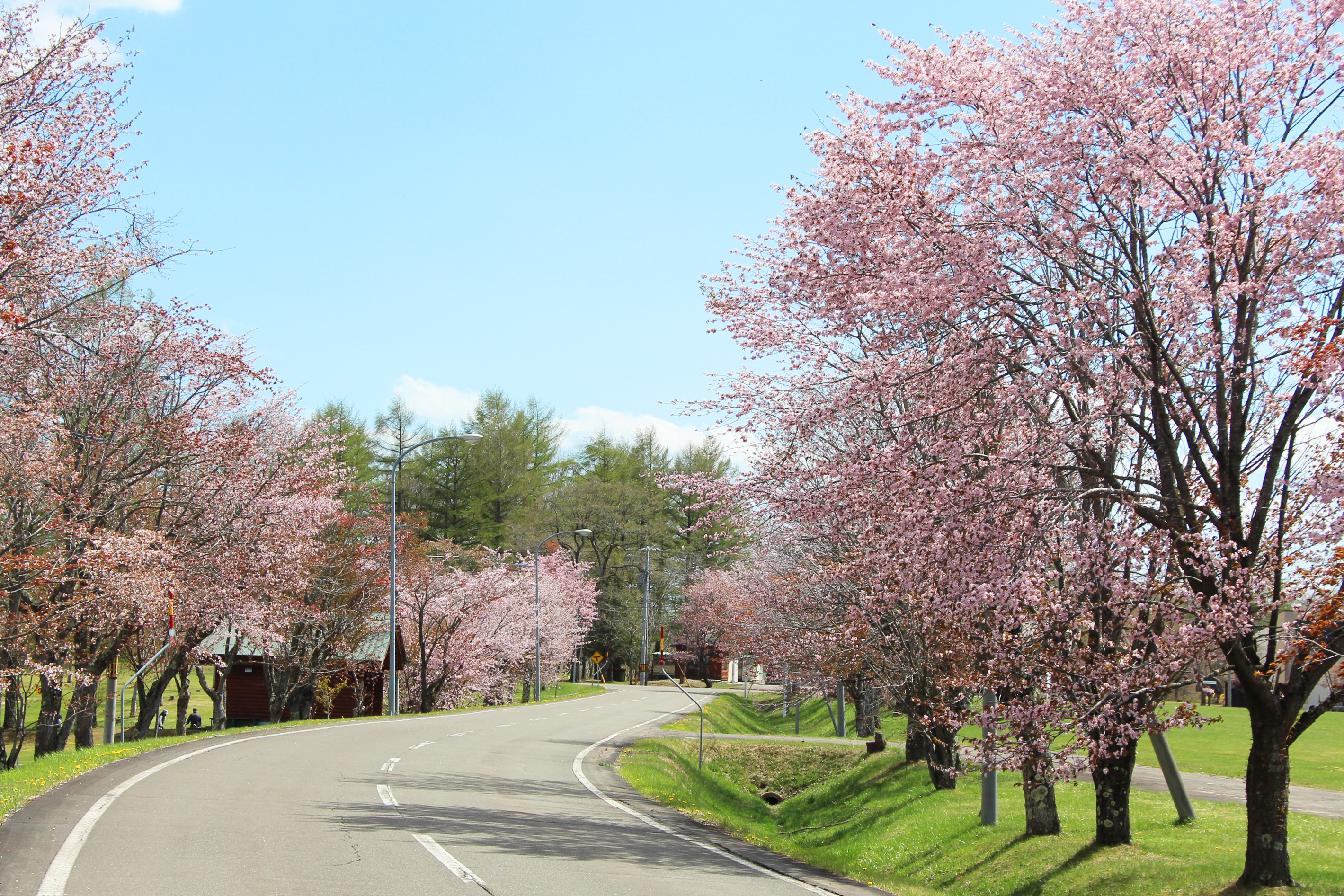 桜並木