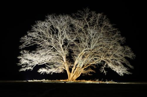 はるにれの木ライトアップ