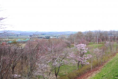 茂岩山桜②