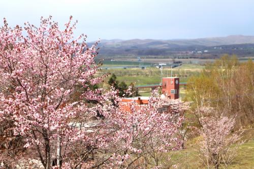 茂岩山桜1