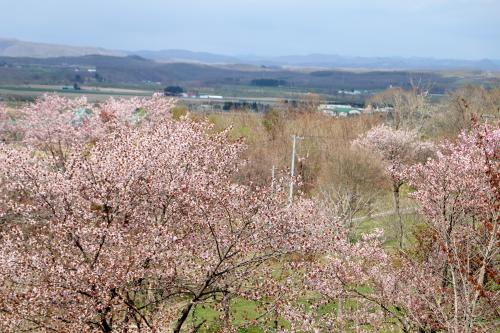 茂岩山桜2
