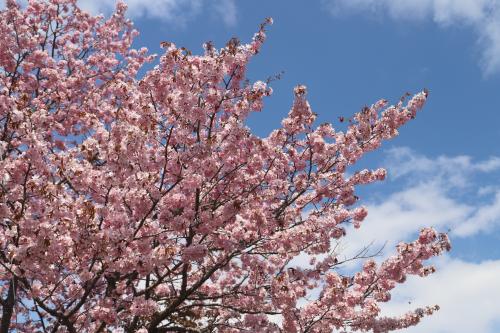 茂岩山桜3