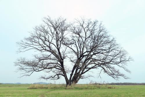 秋景色-はるにれの木
